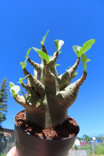 Adenium obesum wüstenrose - obesum,