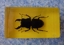 Echtes Insekt  in Acryl " der