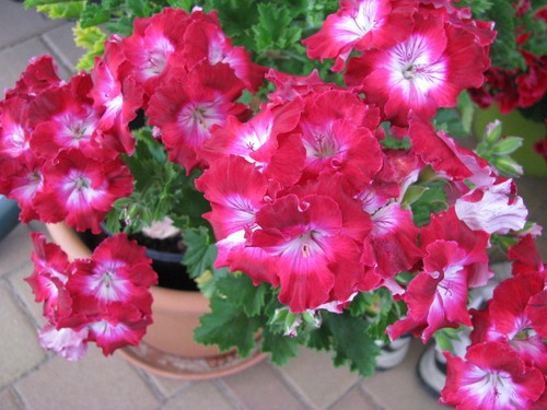 Pelargonium grandiflorum - , "