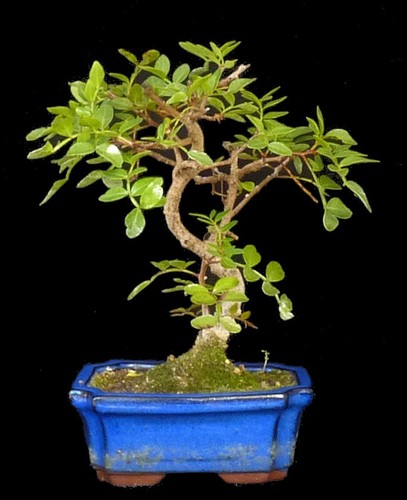 Bonsai pistacia lentiscus - pistacia,