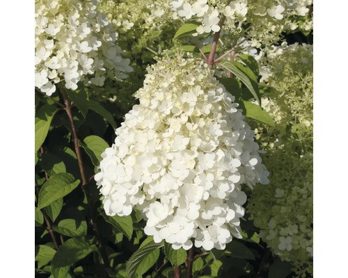 Rispenhortensie floraself - rispenhortensie,