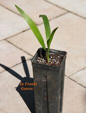 Hanfpalme, 1 Jungpflanze getopft, Palme, Kübel-Pflanze, Trachycarpus fortunei