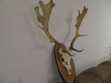 Hirsch, Geweih ,Damhirsch