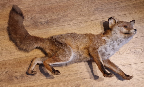Tierpräparat rotfuchs - tierpräparat,