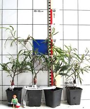 Fagus sylv. MERCEDES   -   schmalblättrige Zwergbuche,-rar-