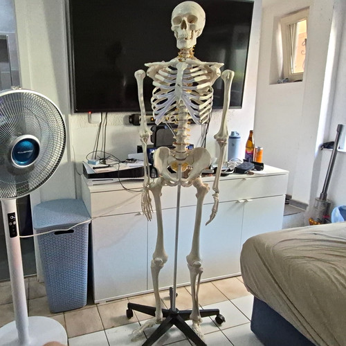 Anatomisches menschliches