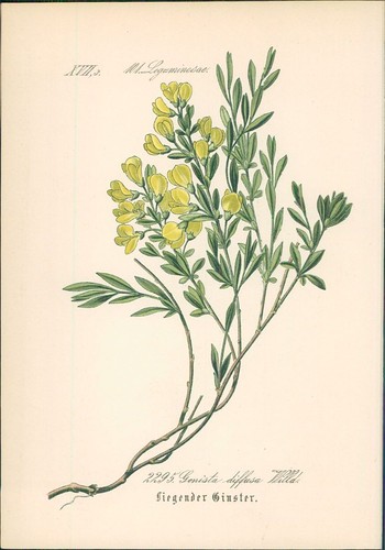 Chromolithographie liegender - :,