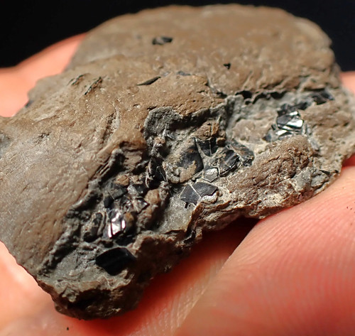 Fossiler ichthyosaurier - fossiler,