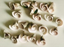 20XKaribisches Meer-Muscheln