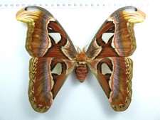 + ENTOMOLOGIE, SCHMETTERLING: ATTACUS ATLAS ♀ MALAYSIA XL-SIZE