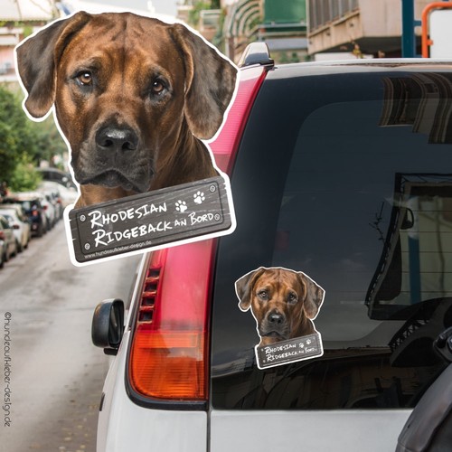 Rhodesian ridgeback bord - rhodesian,