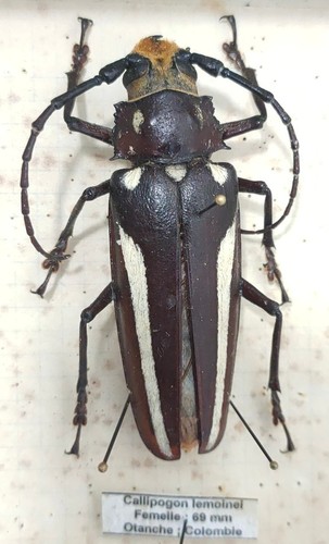 Cerambycidae callipogon - cerambycidae:,