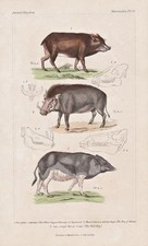 Bisamschwein Warzenschwein