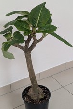 Impatiens Mirabilis Rarität 