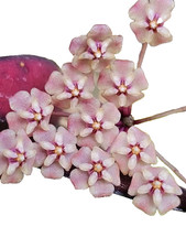 Hoya sp. Sabah 'Dragonfly' (EPC-960)