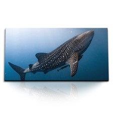 120x80cm Kunstdruck Bilder Walhai Ozean Blau Fisch unter Wasser