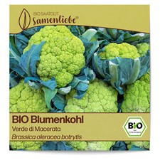 BIO Blumenkohl Samen Sorte