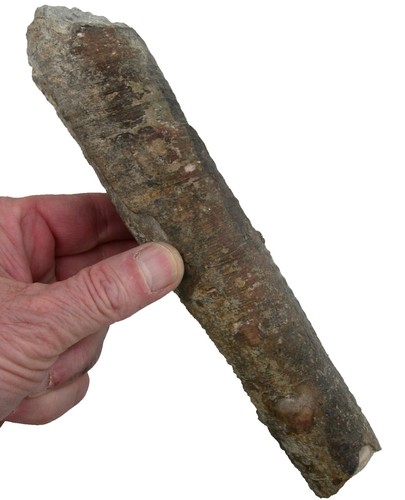 Silur geisonoceras sp - ,