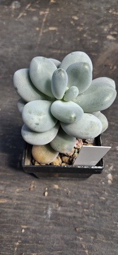 Pachypytum overum kakteen - ,