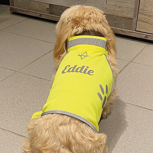 Sicherheitsweste hund - sicherheitsweste,
