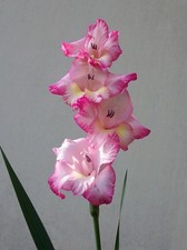 Zwiebeln pink-gelbe