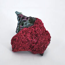 Steinkoralle,12 x 8,5 x 5,5