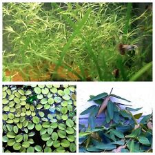 SCHWIMMPFLANZEN TRIO II