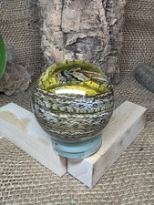 Schlange Nasspräparat