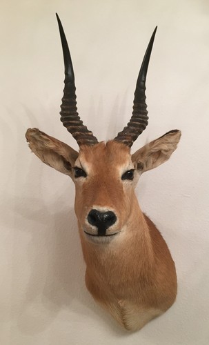 Puku antilope präparat afrika - antilope,