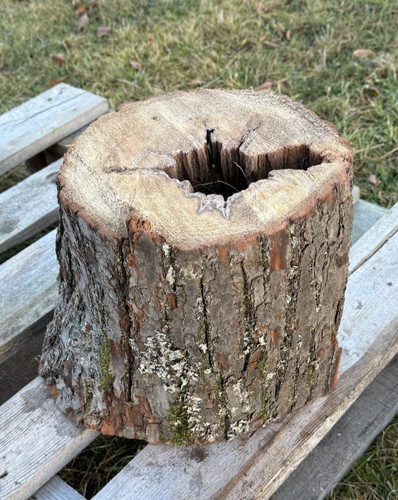 Baumscheibe altholz hohles - baumscheibe,
