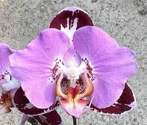 Phalaenopsis 5098 - phalaenopsis, pf-5098