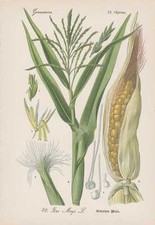 Mais Zea mays Maiskolben THOME Lithographie von 1886 Kukuruz Futterpflanzen