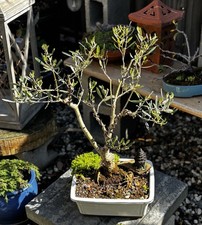 XXL 22 YEAR OLD OLIVE BONSAI