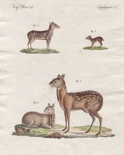 Moschustier musk deer Hirsch