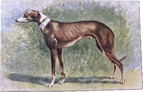 Antike windhund hund - antike, postkarte