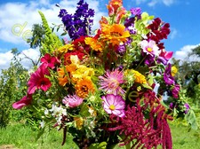 2500+ SAMEN SOMMERBLUMEN-WIESE