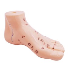 Akupunkturmodell Menschlicher Fuß hautähnliche Lehrhilfe f. Akupunkturpunkte