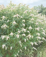 Sommerflieder cm - sommerflieder,