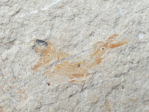 Fossiler fisch kreide 100 - fisch,