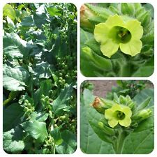 Bauerntabak Santo Domingo Ceremonial Nicotiana rustica Rauchtabak
