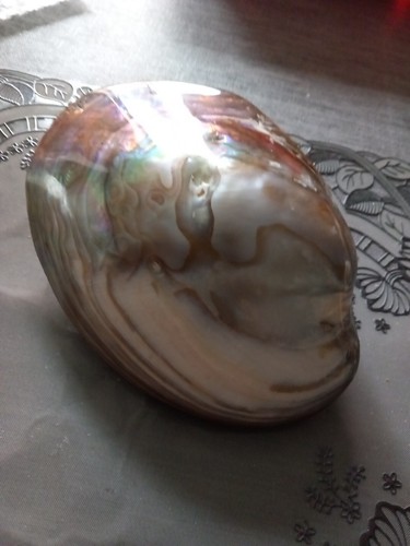 Seltene muschel aus sammlung - seltene,