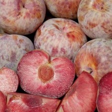 Pflaumenaprikose Plumcot -