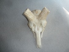 Kudu Schädel aus Namibia