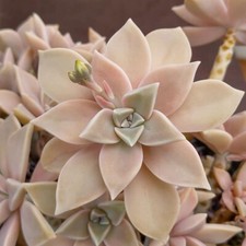 Graptopetalum paraguayense