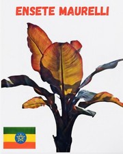 Ensete Maurelli - Rote
