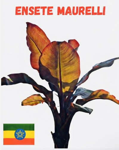 Ensete maurelli rote - ensete,