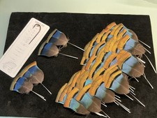 PREMIUM Ocellated Turkey body