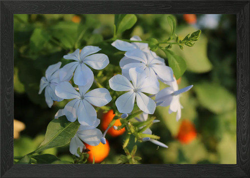 Zarte blaue blumen gerahmtes - zarte,
