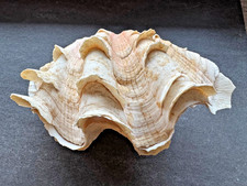 Große Dekomuschel 15 cm –