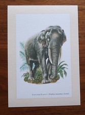 INDISCHER ELEFANT  * Elephas